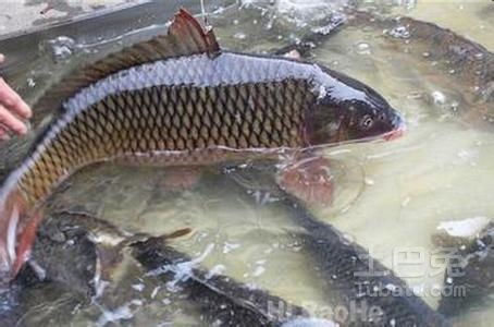 鳙鱼高效养殖技术要点及饲料管理策略